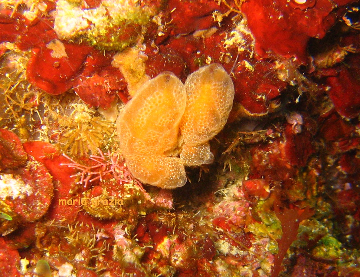 Aplidium tabarquensis